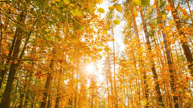 4K Change Season From Green Summer To Yellow Colors of Autumn Forest Landscape. Sunset Time lapse Timelapse Beautiful Sun Sunshine In Autumn Woods. Sunlight Shine Through Foliage In Trees Woods. Fall sunset Evening hyperlapse