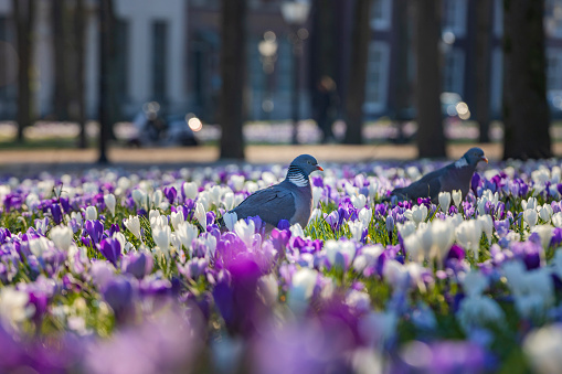 pigeons between the blooming crocusses on Lange Voorhout in The Hague; The Hague, Netherlands