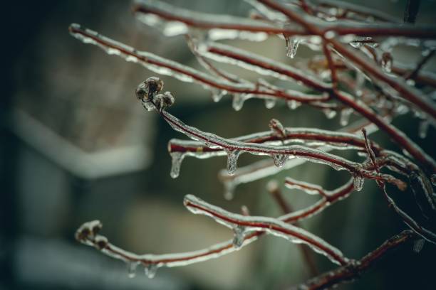 istock Tree branches with a layer of ice on it during freezing rain in winter, frostbite and environment, weather 1444106525
