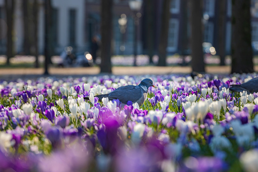 pigeons between the blooming crocusses on Lange Voorhout in The Hague; The Hague, Netherlands