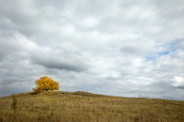tree in autumn