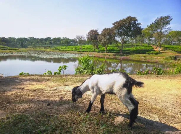 Photo of Goat Close-up photo on the tea plantation background at Sreemangal tea garden, Bangladesh. The beauty of Bangla.