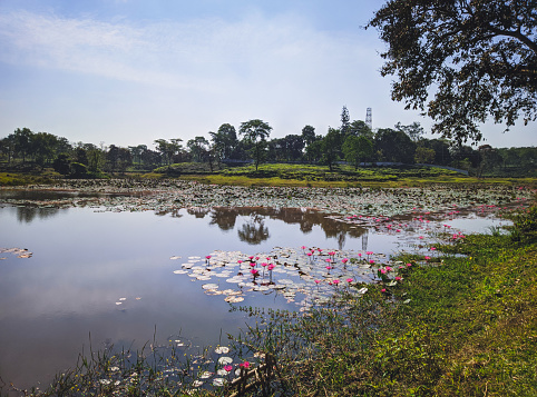 Lake of Lotus flower on the tea plantation background at Sreemangal tea garden, Bangladesh. The beauty of Bangla. Close-up photo. Concept of beverage and relaxation