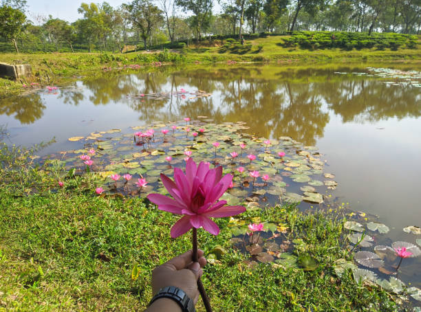 Hand holding a lotus flower tea plantation background at Sreemangal tea garden, Bangladesh, Space for text. Close-up photo. Beautiful nature Hand holding a lotus flower tea plantation background at Sreemangal tea garden, Bangladesh, Space for text. Close-up photo. Beautiful nature sylhet stock pictures, royalty-free photos & images
