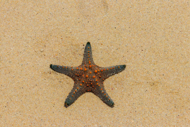 istock Starfish on the yellow sand beach. Top view 1444113948