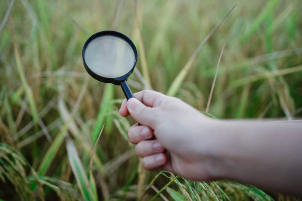 istock rice research, plant disease investigation 1444114726