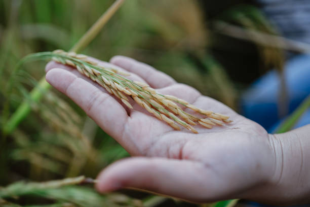istock rice research, plant disease investigation 1444114952
