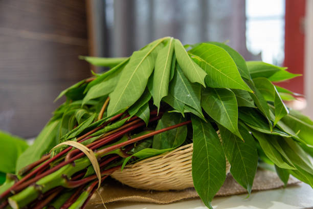 A bunch of fresh cassava leaves on a bamboo basket