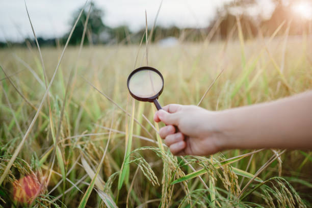 istock rice research, plant disease investigation 1444115143