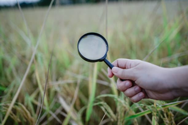 istock rice research, plant disease investigation 1444115146