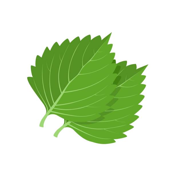 зеленый перилла - shiso stock illustrations