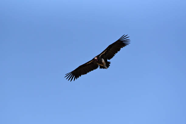 istock Lappet-faced Vulture (Torgos tracheliotos) in flight 1444115807