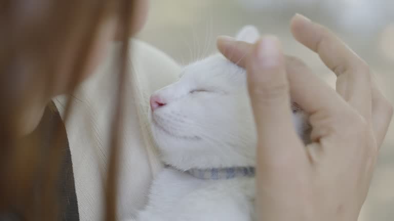 White cat sleeping soundly while being held by a woman.