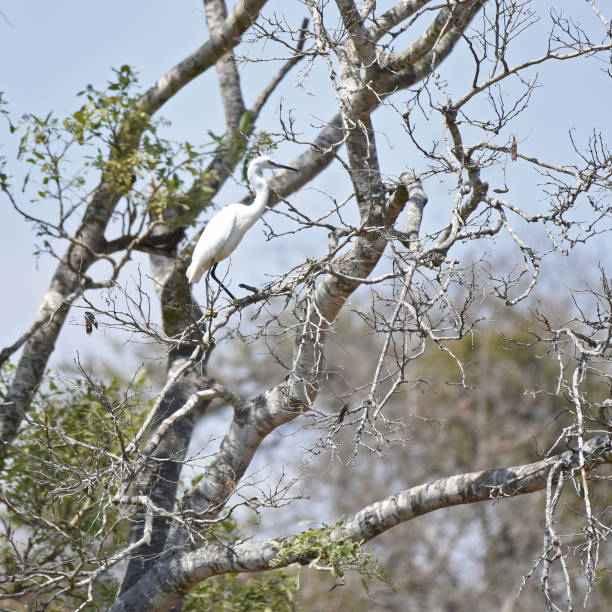 aigrette garzette (egretta garzetta) perchée dans un arbre - ecological reserve tree reflection land feature photos et images de collection