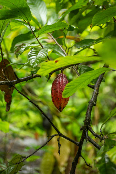istock A cocoa pod at ripening stage 1444116786