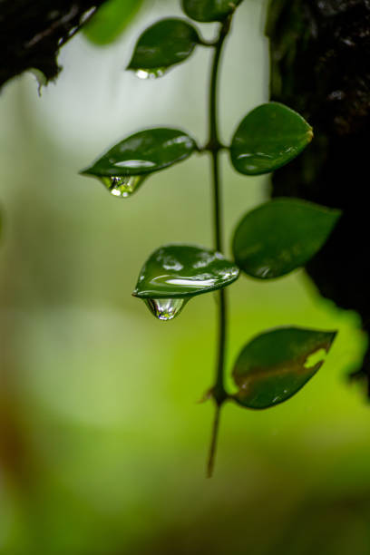 istock Water drops on the tip of the leaves 1444116851