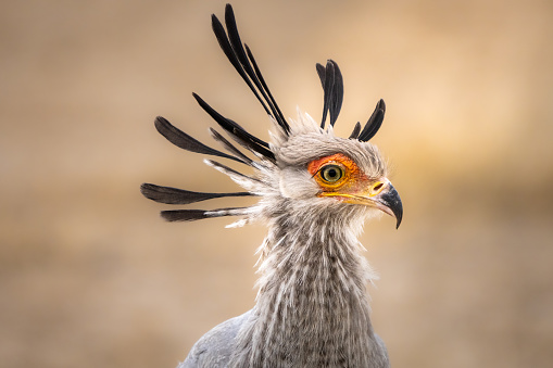 Closeup of a Secretarybird's head with the crest erected, Kgalagadi Transfrontier Park.