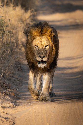 Beautiful male lion walking in the golden light down the dirt road toward you, Gretaer Kruger