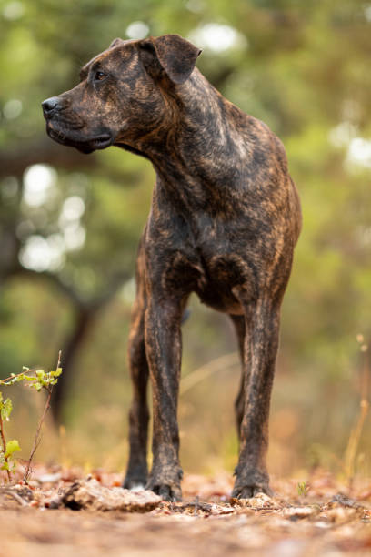 istock on a walk with my dog 1444117368