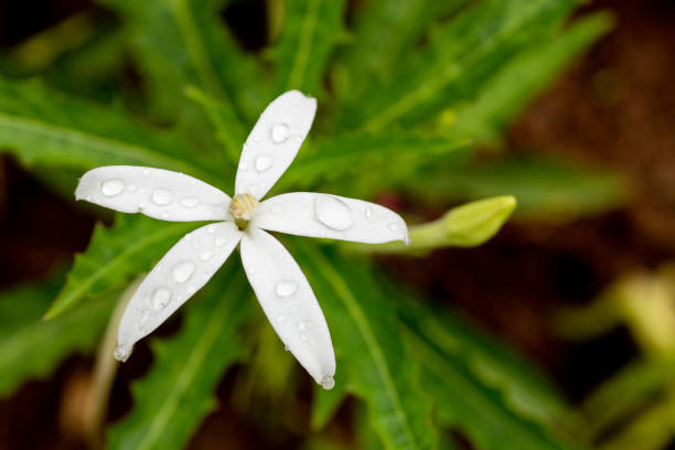 istock Star of bethlehem or madamfate 1444117401