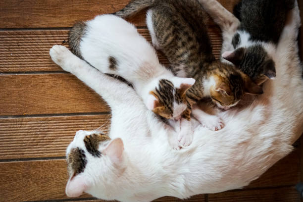 istock Feeding time for baby cats 1444117452