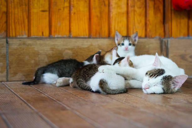 istock Feeding time for baby cats 1444117453