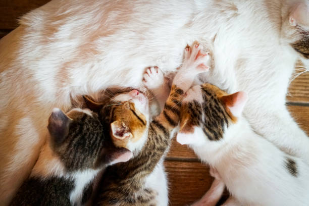 istock Feeding time for baby cats 1444117487