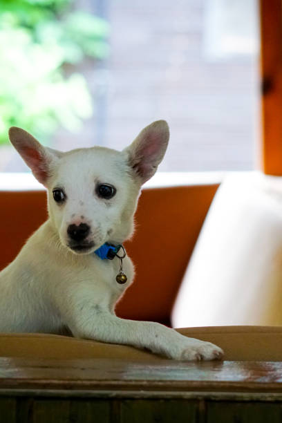 istock A happy cute little dog at the camping 1444117518