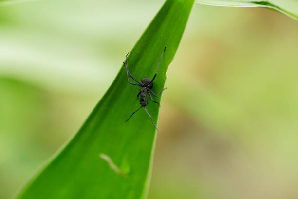 An ant soldier walking on a leaf An ant soldier walking on a leaf facing forward in a beautiful vegetation termite queen stock pictures, royalty-free photos & images