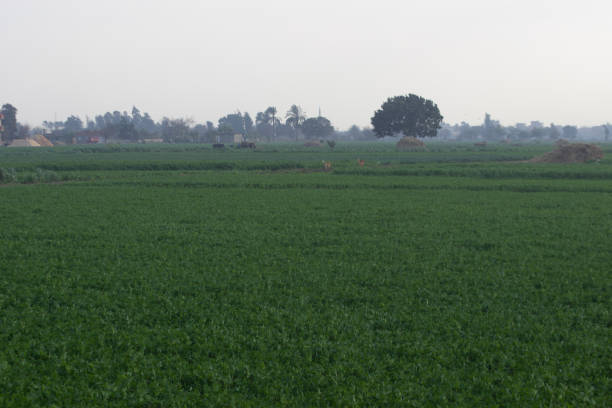 istock Panoramic view for Green field, countryside Egypt's Nile River Delta region 1444118818