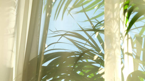 прозрачный занавес на окне, мягко переехал ветром. солнечного света. солнечные лучи сияют сквозь прозрачный тюль - spring leaf wind sunlight стоковые фото и изображения