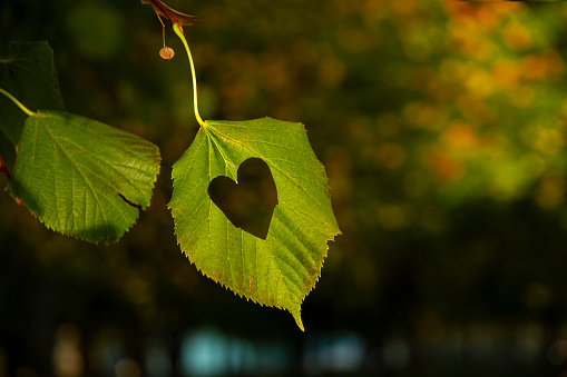 summer green leaf on tree in park with heart shape, copy space, selective focus