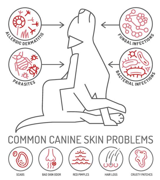 illustrazioni stock, clip art, cartoni animati e icone di tendenza di infografica sui problemi della pelle del cane. illustrazione vettoriale modificabile - virus unpleasant smell fungus animal