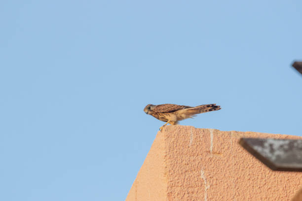 young common kestrel falcon spotted on rooftop, hurghada, egypt - safaga imagens e fotografias de stock