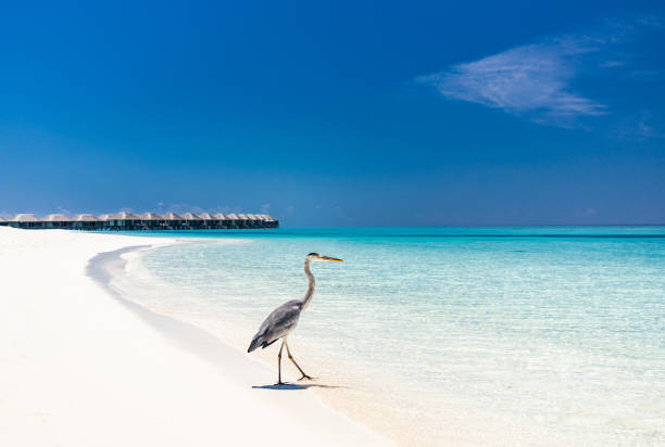 몰디브의 모래 해변을 걷고 있는 회색 왜가리. - 물새 뉴스 사진 이미지