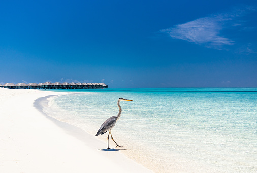 Gray heron walking on the beach in summer day at Maldives. Copy space.