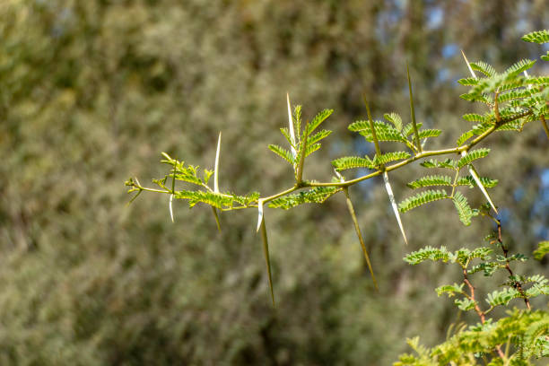 istock Acacia tree branches with thorns and young green leaves close-up 1444128064