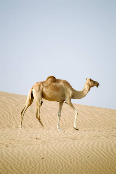 camels in the Agafay desert near the Moroccan city of Marrakesh; Marrakesh, Marocco