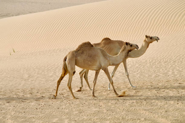 istock Camels walking in the desert 1444130145