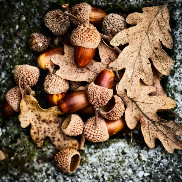 Photo of Oak autumnal leaves with acorns. Background image of leaves.