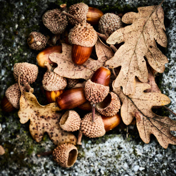Oak autumnal leaves with acorns. Background image of leaves. - fotografia de stock