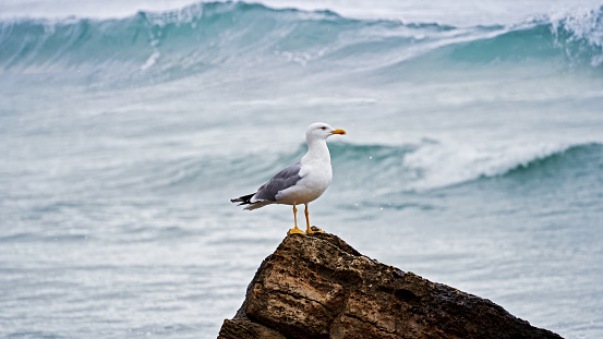 Young Seagull Perching On Sea Rock