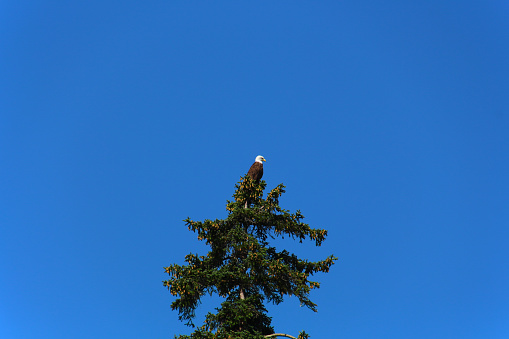 Sitka, Alaska, United States: - Bald eagle photographed perched in a tree in the town of Sitka, Alaska
