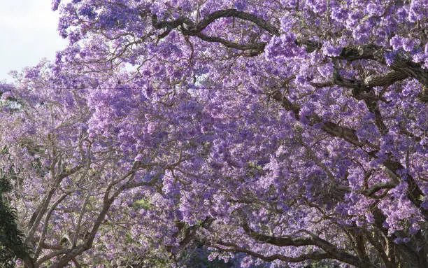 Blooming jacaranda under the sunlight.