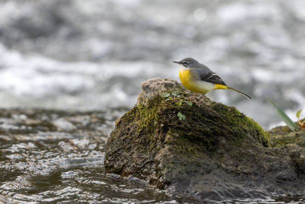 beautiful grey wagtail (motacilla cinerea) - grey wagtail imagens e fotografias de stock