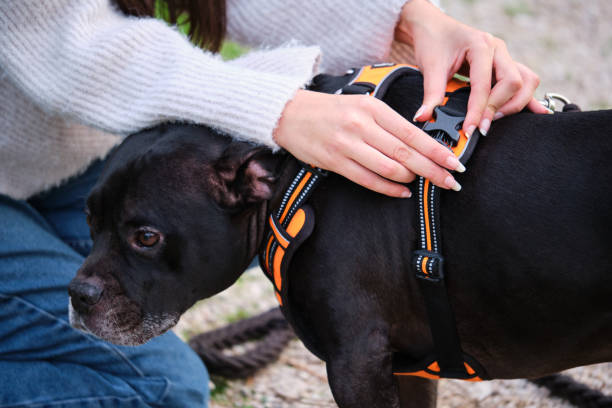Unrecognizable woman putting on dog harness at a pine forest.