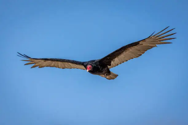 The california condor soaring through the air with a wingspan of 3 meters, on the west coast of California, USA