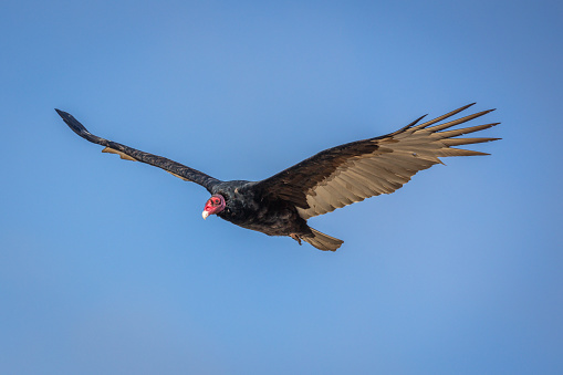 The california condor soaring through the air with a wingspan of 3 meters, on the west coast of California, USA