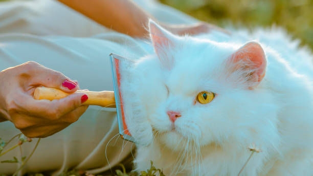 женщина и белая персидская кошка ухаживают за волосами в утреннем дворе с помощью расчески для удаления волос - longhair cat стоковые фото и изображения
