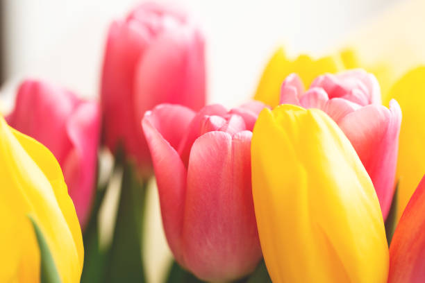 istock Yellow and pink tulip buds. 1444138175